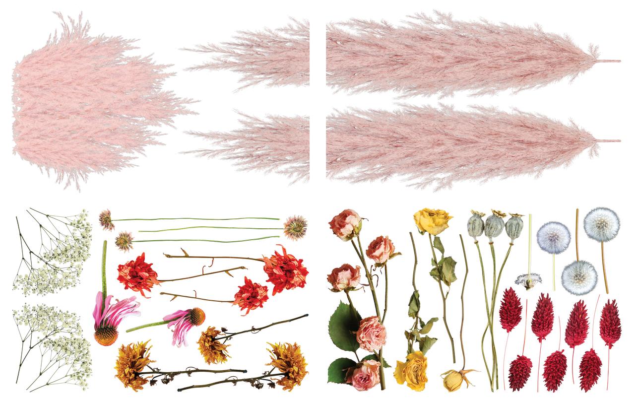 Dixie Belle Pink Pampas and Dried Wilds - Transfer